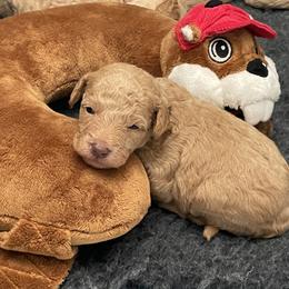 Goldendoodle Puppies from Kingwood Goldendoodles