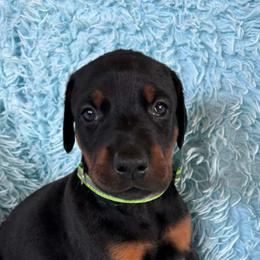 Boy 2 - Black and rust male Doberman Pinscher puppy in Centralia, Missouri from TopSpots Farm