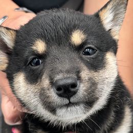 Anastasia - Black and tan Shiba Inu puppy in Ewing Township, New Jersey from NJ Shiba Baby