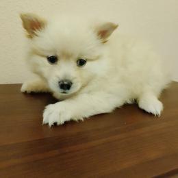 Gus - Cream male Pomeranian puppy in Amarillo, Texas from Jamie's Pomeranians