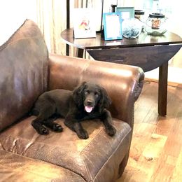 Boykin Spaniel Puppies from Bayhill Boykins