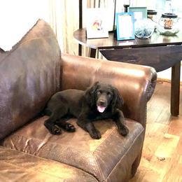 Boykin Spaniel Puppies from Bayhill Boykins