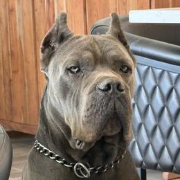 Jackpot - Cane Corso