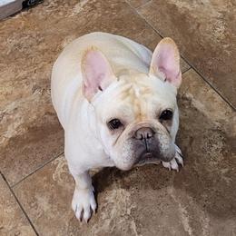 Lola - French Bulldog