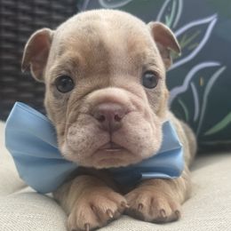Boy 3 - male Bulldog puppy in Sodus, New York from Upstate NY French & English Bulldogs