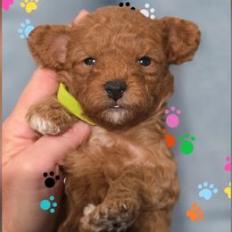 Tex - Red male Cavapoo puppy in Vernon, Texas from Sugarland's Texas Goldendoodles