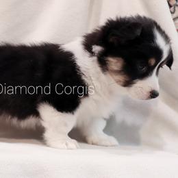 American Corgi Puppies from Diamond Corgis