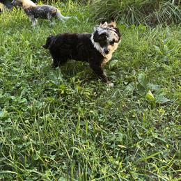 Chinese Crested Puppies from Windsong