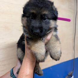 Pink - Black and red female German Shepherd puppy in Pana, Illinois from von Fenja German Shepherd Dogs