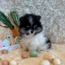 Willow - Black and tan parti female Pomeranian puppy in Success, Missouri from Sweet Success