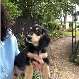 Roman - Black and cream male Dachshund puppy in Warrior, Alabama from Bountiful Dachshunds
