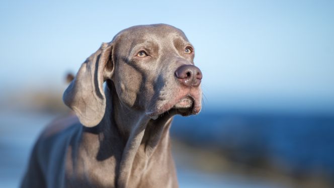 Weimaraner