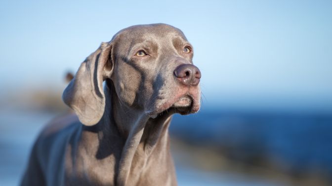 Weimaraner