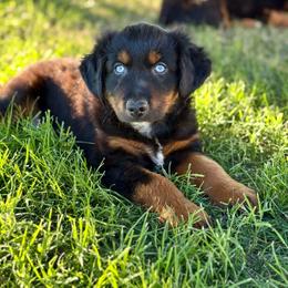 Dr. Pepper - Black tri male Miniature Australian Shepherd puppy in Lincoln, California from Country Dreams Mini Aussies