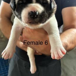 Girl 6 - Biscuit and white female Anatolian Shepherd Dog puppy in Daggett, Michigan from T&S Anatolians