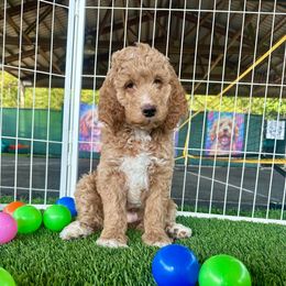 Chandler - Apricot male Goldendoodle puppy in Scappoose, Oregon from Mountainview Mini Doodles