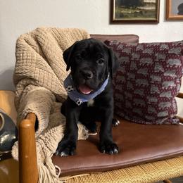 Vader - Black male Cane Corso puppy in Utah from 3Lake Kennelz