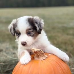 Buster - Red merle male Miniature Australian Shepherd puppy in Cleveland, Texas from Akasta Aussies