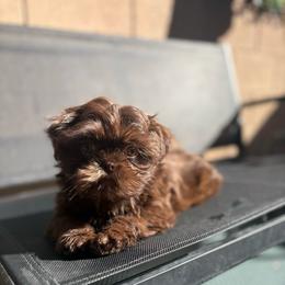 Clayton - Chocolate male Shih Tzu puppy in Las Vegas, Nevada from Vegas Shih Tzus