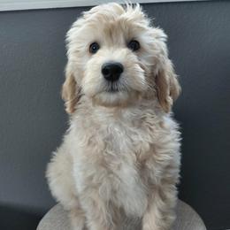 Sutton - Cream male Goldendoodle puppy in Eau Claire, Wisconsin from Fisher River Doodle's