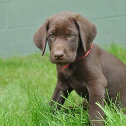 Labrador Retriever Puppies from Post Family Retrievers