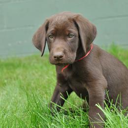 Labrador Retriever Puppies from Post Family Retrievers