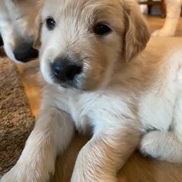 Golden Retriever Puppies from Canyon Ridge Goldens
