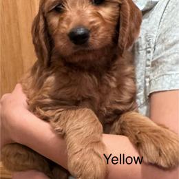 Artemis - Red  female Goldendoodle puppy in Golden, Colorado from Golden Mesa Doodles