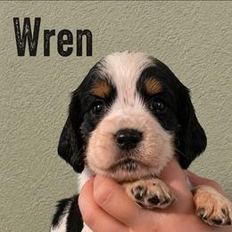 Wren - Black white and tan female English Springer Spaniel puppy in Fort White, Florida from Thunderbird Springers