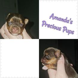 Chocolate Female - Chocolate and tan female Yorkshire Terrier puppy in Wartburg, Tennessee from Amanda's Precious Pups