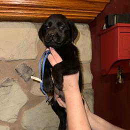 Blue boy - Black male Labrador Retriever puppy in Conway, Missouri from Ozark Mountain Kennel