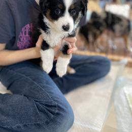 Miniature Australian Shepherd and Toy Australian Shepherd Puppies from Sunset Hill Mini & Toy Aussies