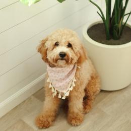 Rosie - Goldendoodle