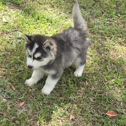 Zues - Black and white male Siberian Husky puppy in Lakeland, Florida from Husky Breeder of Central Florida
