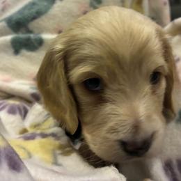 Murry - Cream male Dachshund puppy in Tahlequah, Oklahoma from Love Some Dogs Dachshunds & Cavalier King Charles Spaniels,Cavapoos