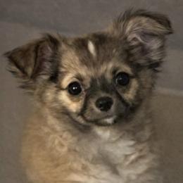 Chihuahua Puppies from Hart's Chihuahuas