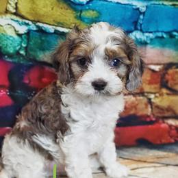 Cavapoo Puppies from Panda Puppies