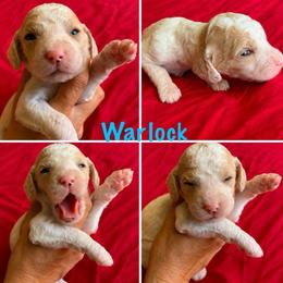 Warlock - Blenheim male Cavapoo puppy in Blanchard, Oklahoma from Curly Q Cavapoos