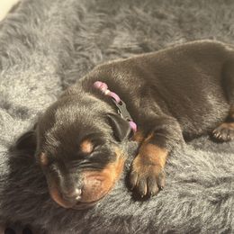 Dark Purple Collar Female - Black and rust female Doberman Pinscher puppy in Fostoria, Michigan from Jensen Dobermans and Dachshunds