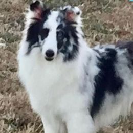 Demi - Shetland Sheepdog