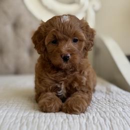 Lucy - Red female Cavapoo puppy in Beckley, West Virginia from By Design Doodles