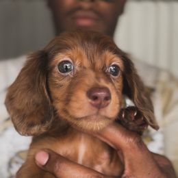 Boy 2 - Red male Dachshund puppy in Los Angeles, California from Mini Doxies R Us
