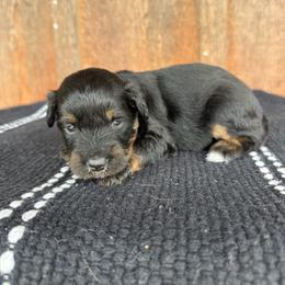 Tide - Black tri-color female Aussiedoodle puppy in Eastland, Texas from H5 Mini Doodles