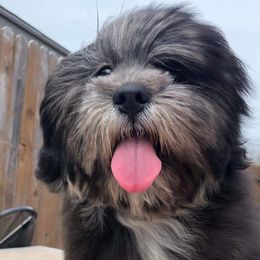 Cooper - Lhasa Apso
