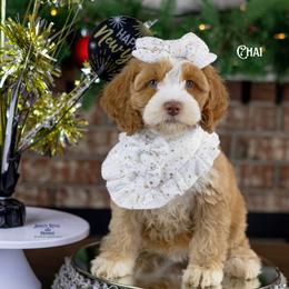 Chai - Caramel female Australian Labradoodle puppy in Redding, California from Shasta Royal Monroe Puppies