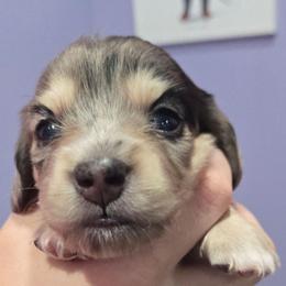 Dapple Male - Dapple male Dachshund puppy in Fulton, Missouri from New Hope Dachshund Puppies