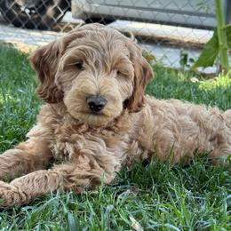 Honcho - Caramel cream male Labradoodle puppy in Lancaster, California from Mini Doodles
