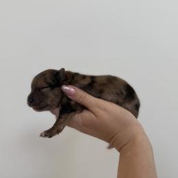 Rusty AKC Merle Male - Orange sable male Pomeranian puppy in Las Vegas, Nevada from POM SOCIETY
