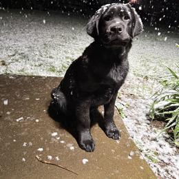 German Shepherd and Labrador Retriever Puppies from Buckley Labradors