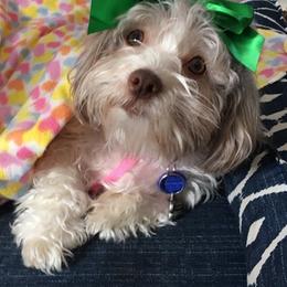 Havanese from ForestHillsHavanese